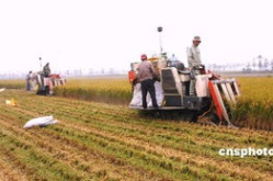 中国粮食网,助力国家粮食安全，构建现代化农业体系