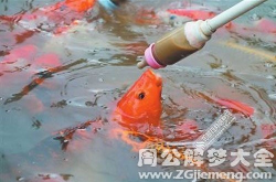 梦见吃大鱼,吃大鱼的寓意与象征意义